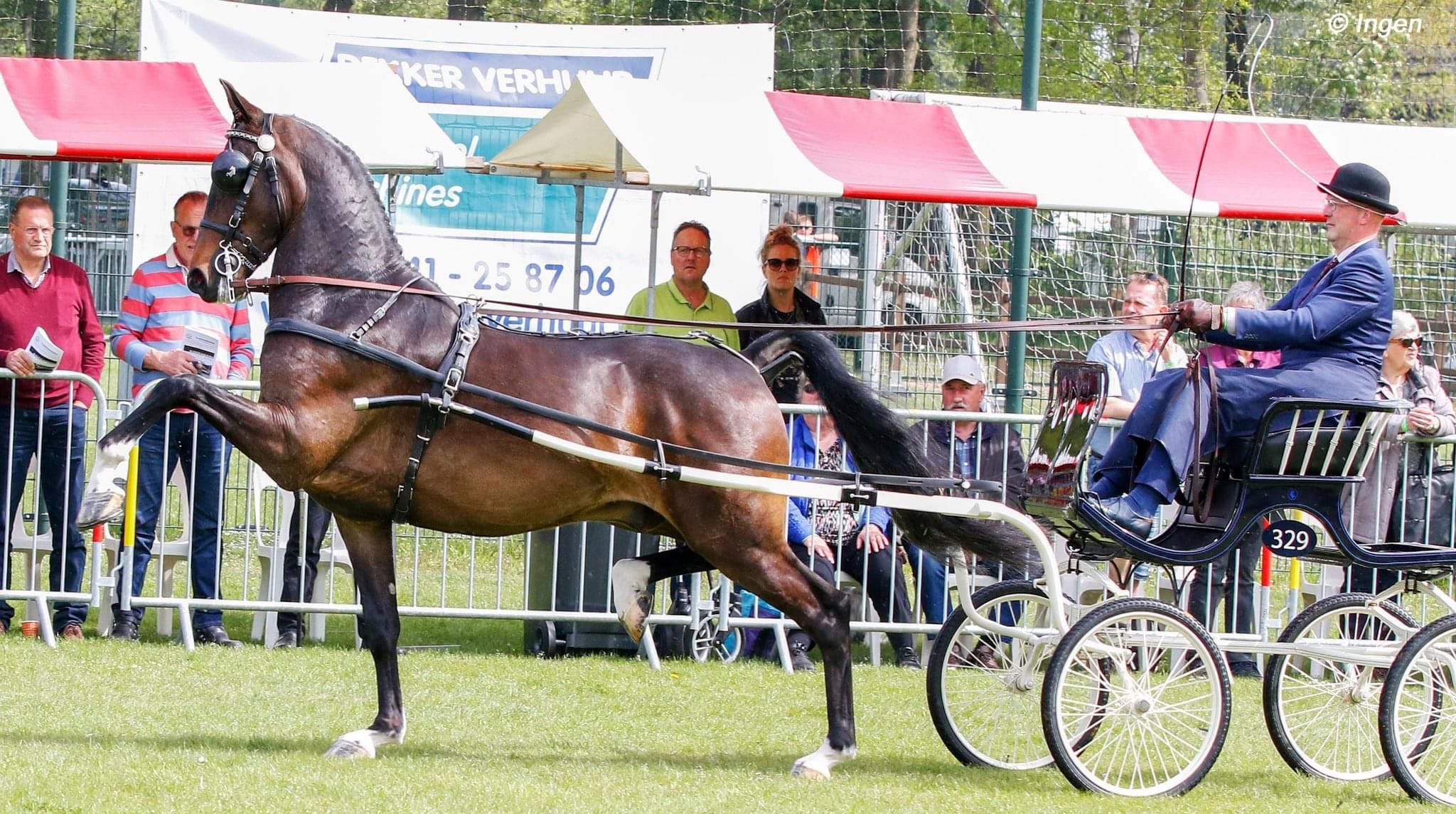 The Dutch Harness Horse 